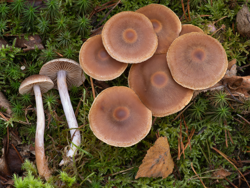 Cortinarius kauffmanianus